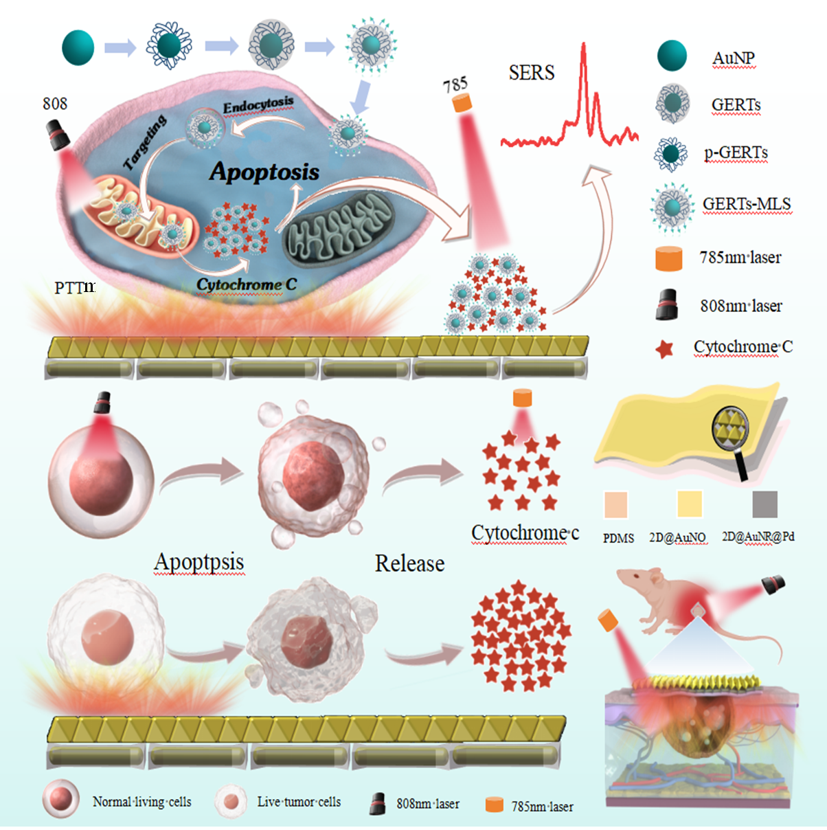 福建物构所在基于SERS光谱的可穿戴生物智能传感取得进展